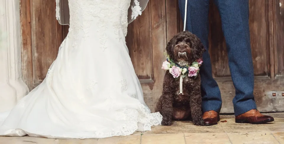 Brown haired dog joins in with wedding celebration - Scott Gilbert Wedding Photography