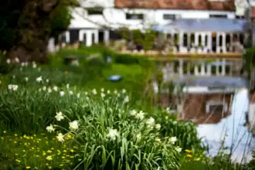 Sheene Mill Garden photo from lake view daffodils close up view